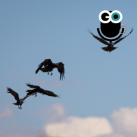 Episode 214: Super Cali Macrophages Specialidocious