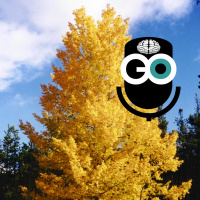 Episode 244: Connected Trees and Sub-connected Neurons