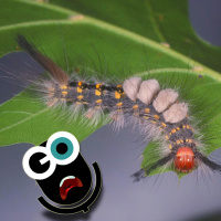 Episode 177: Crazy Animals Week