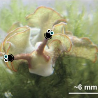 Episode 276: Strikingly Clean Sea Slugs