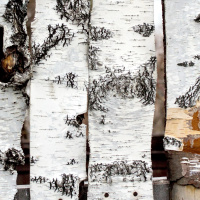 Lignocellulose Biochemistry