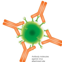 Virus and the Immunesystem