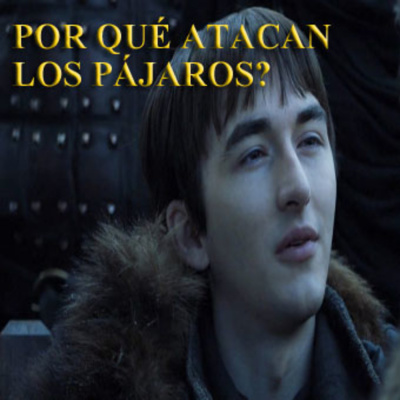 Por Qué Atacan Los Pajaros