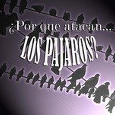 Por Qué Atacan Los Pajaros