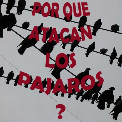 Por Qué Atacan Los Pajaros