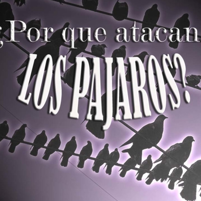 Por Qué Atacan Los Pajaros