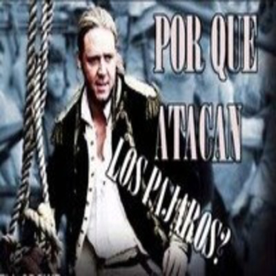 Por Qué Atacan Los Pajaros