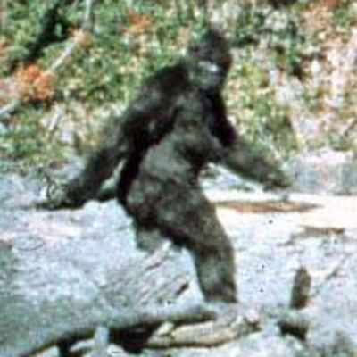Bigfoot Live