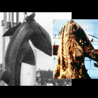 Haunted Sea-The Legend of Zuiyo Maru Part 1