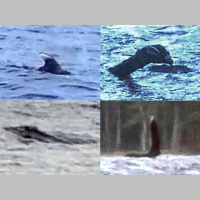 THE HAUNTED SEA: FEARLESS FRANK AND THE FAKERS