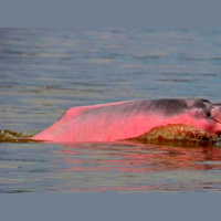 THE HAUNTED SEA-CRYPTOZOOLOGIST SCOTT MARLOWE