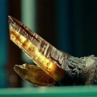 484 - Girls on Film (12/28/20)