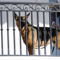 753 Teaser - A Dog Called Battleship