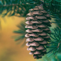 Live til Five Highlights - The Pine Cone