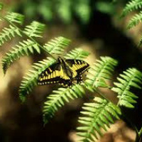 More than just Pot Plants