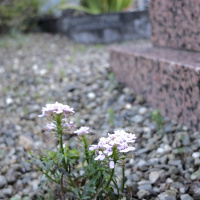 Rennes. Bretagne. Cimetière de lest.