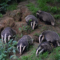 Episode 37 - Natural History of the West Country