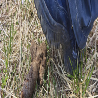 Episode 12: Thesius God Of Shit (The Schmuck Buddha Experience)