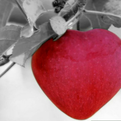 Sincronário 13 Luas