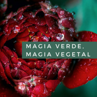 Magia verde, Magia vegetal Cap. 11. El Prodigioso lenguaje secreto de los árboles