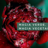 Magia Verde, Magia Vegetal. Cap. 3. Principios de la magia vegetal