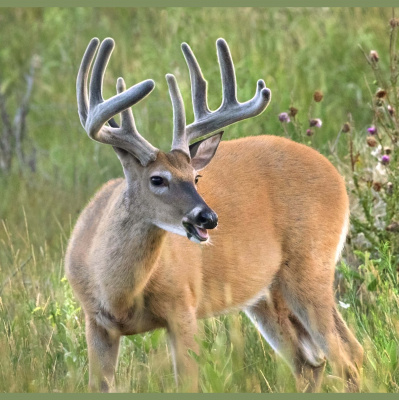 Petersens Bowhunting Radio