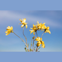 Through the Cross to the Crown