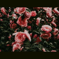 The Heartbeat of Hope: The Good News Really Is Good