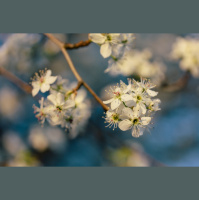 Everything Sad Comes Untrue