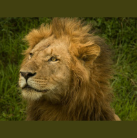 The King We Need: Mighty God