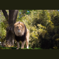 At the Sound of His Roar