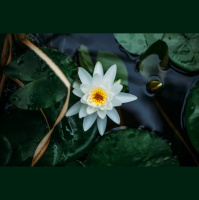 From Many, One – For Flourishing – part 2