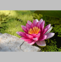 God’s Renewed Humanity