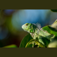 Worthy of the Gospel