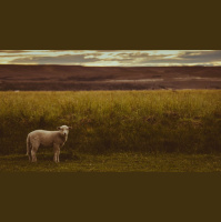 The Lamb In All His Glory