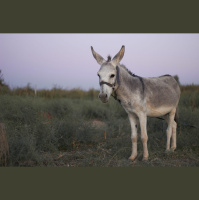 The Measure of a King