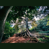 All the Roots Grow Deeper When It’s Dry