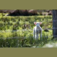 The Lion who is a Lamb