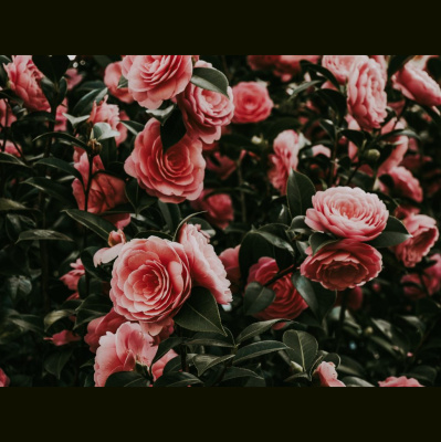 Hope Presbyterian Church In Winston-salem Sermons