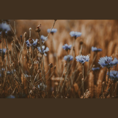Hope Presbyterian Church In Winston-salem Sermons