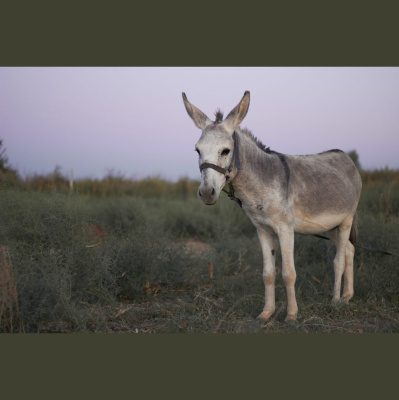 Hope Presbyterian Church In Winston-salem Sermons