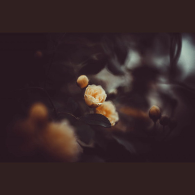 Hope Presbyterian Church In Winston-salem Sermons