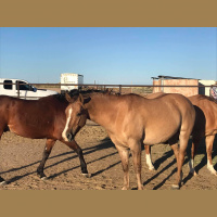 Kelsey Dayle and Aresta Tsosie-Paddock talk about Navajo Relocation