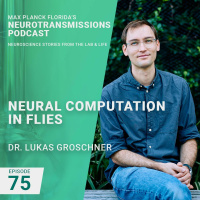 75. Neural Computation in Flies with Lukas Groschner