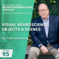 95 Visual Neuroscience Objects  Scenes With Tony Movshon
