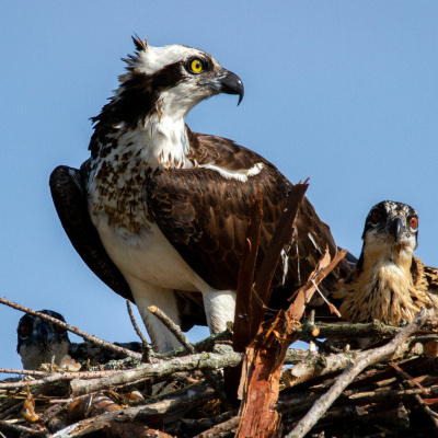 Rgs-ibg Ask The Experts