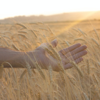 A Grain of Wheat