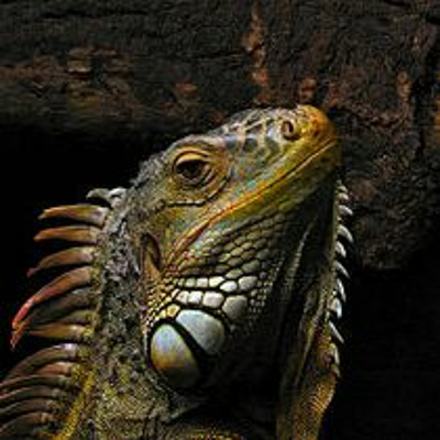 Calmer Iguana Podcast