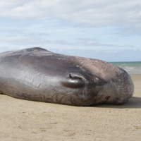 Teorías: La amnesia de ya sabéis quién (S.O.P. 043)