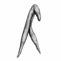 Aflevering 3 - De vrouwelijke erectie